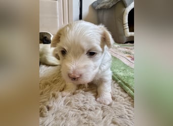 Havaneser Welpen reinrassig mit Ahnentafel