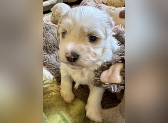 Havaneser Welpen reinrassig mit Ahnentafel