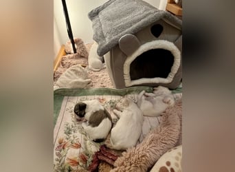 Havaneser Welpen reinrassig mit Ahnentafel