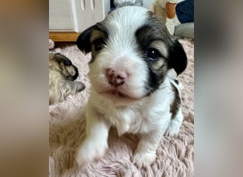 Havaneser Welpen reinrassig mit Ahnentafel