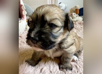 Havaneser Welpen reinrassig mit Ahnentafel