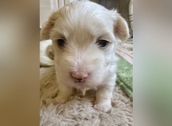 Havaneser Welpen reinrassig mit Ahnentafel