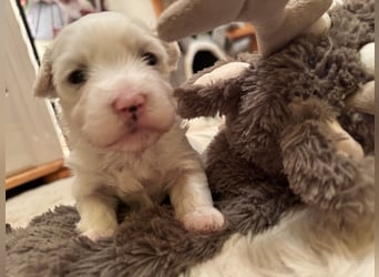 Havaneser Welpen reinrassig mit Ahnentafel