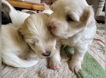 Havaneser Welpen reinrassig mit Ahnentafel