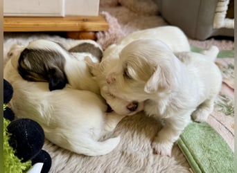 Havaneser Welpen reinrassig mit Ahnentafel