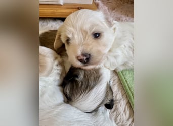 Havaneser Welpen reinrassig mit Ahnentafel