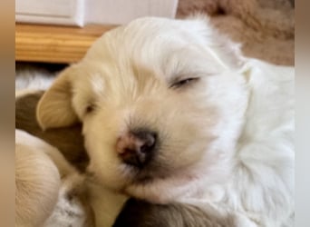 Havaneser Welpen reinrassig mit Ahnentafel