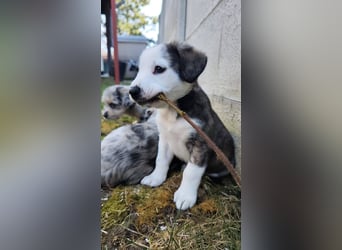 SCHNEEGLÖCKCHEN ca. 3-4 mon. Mischlingsmädchen