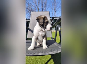 SCHNEEGLÖCKCHEN ca. 3-4 mon. Mischlingsmädchen