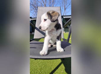 SCHNEEGLÖCKCHEN ca. 3-4 mon. Mischlingsmädchen