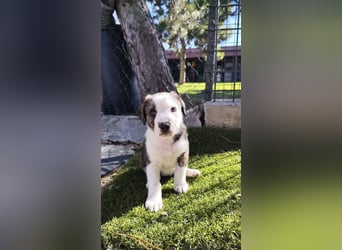 SCHNEEGLÖCKCHEN ca. 3-4 mon. Mischlingsmädchen