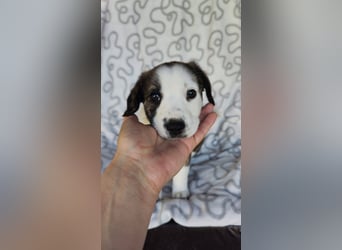 SCHNEEGLÖCKCHEN ca. 3-4 mon. Mischlingsmädchen