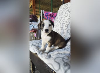 SCHNEEGLÖCKCHEN ca. 3-4 mon. Mischlingsmädchen