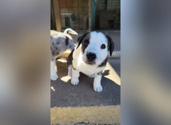 SCHNEEGLÖCKCHEN ca. 3-4 mon. Mischlingsmädchen