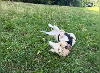 Susi - ein Sonnenschein sucht sein Zuhause!