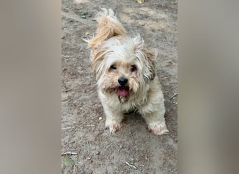 Susi - ein Sonnenschein sucht sein Zuhause!