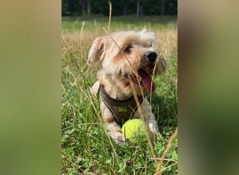 Susi - ein Sonnenschein sucht sein Zuhause!