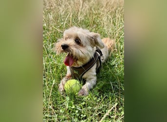 Susi - ein Sonnenschein sucht sein Zuhause!