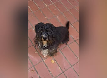 Cuki, Havaneser-Mix, Hündin, geb. am 16.06.2021,30 cm