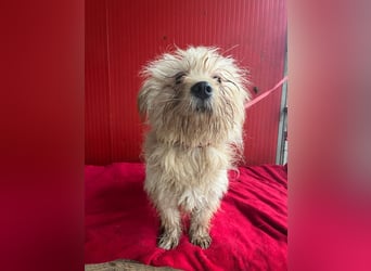 Nicky, Havaneser-Mix, Hündin, ca. 1 Jahr, 30 cm