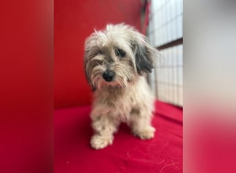 Daisy, Havaneser-Mix, Hündin, geb. am 20.07.2024, 30 cm, 6 kg