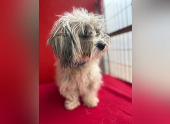 Daisy, Havaneser-Mix, Hündin, geb. am 20.07.2024, 30 cm, 6 kg