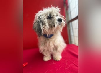 Daisy, Havaneser-Mix, Hündin, geb. am 20.07.2024, 30 cm, 6 kg