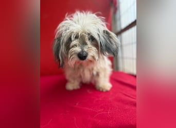 Daisy, Havaneser-Mix, Hündin, geb. am 20.07.2024, 30 cm, 6 kg