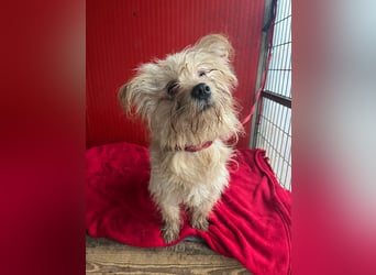 Nicky, Havaneser-Mix, Hündin, ca. 1 Jahr, 30 cm