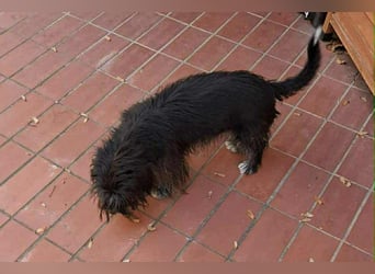 Cuki, Havaneser-Mix, Hündin, geb. am 16.06.2021,30 cm