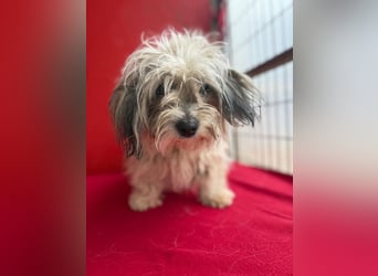 Daisy, Havaneser-Mix, Hündin, geb. am 20.07.2024, 30 cm, 6 kg