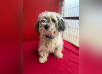 Daisy, Havaneser-Mix, Hündin, geb. am 20.07.2024, 30 cm, 6 kg