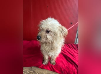 Nicky, Havaneser-Mix, Hündin, ca. 1 Jahr, 30 cm