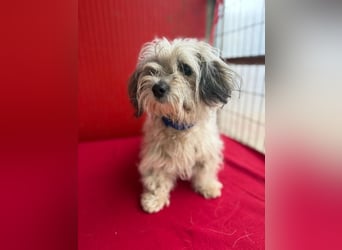 Daisy, Havaneser-Mix, Hündin, geb. am 20.07.2024, 30 cm, 6 kg