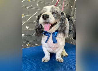 Junggebliebener Havaneser-Shih Tzu Mix MARLEY sucht seine Familie!