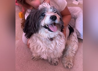 Junggebliebener Havaneser-Shih Tzu Mix MARLEY sucht seine Familie!