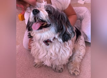 Junggebliebener Havaneser-Shih Tzu Mix MARLEY sucht seine Familie!