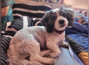 Junggebliebener Havaneser-Shih Tzu Mix MARLEY sucht seine Familie!