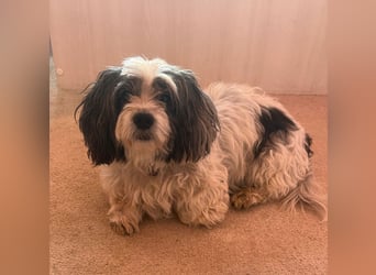 Junggebliebener Havaneser-Shih Tzu Mix MARLEY sucht seine Familie!