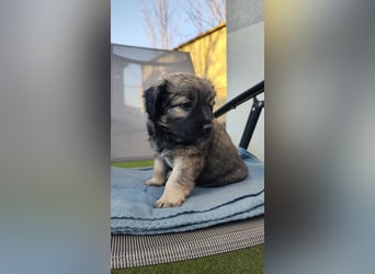 NARZISSE ca. 3-4 mon. Havannesermix-Mädchen sucht ....