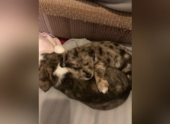 KROKUS ca. 3-4 mon. zuckersüßer Havanneser-austr. Shepardmix (kleinbleibend)