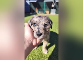 TULPE ca. 3-4 mon. Havanneser- Colliemix-Mädchen (kleinbleibend)