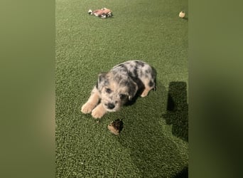 KROKUS ca. 3-4 mon. zuckersüßer Havanneser-austr. Shepardmix (kleinbleibend)