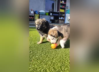 NARZISSE ca. 3-4 mon. Havannesermix-Mädchen sucht ....