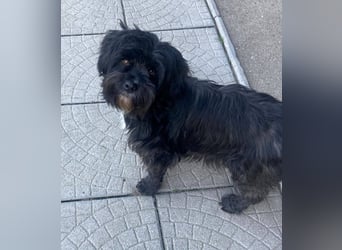 AGATHA ca. 2-3 J. Havannesermix-Hündin sucht liiebevolles Zuhause