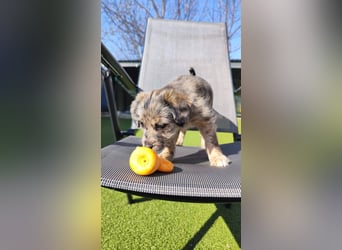 TULPE ca. 3-4 mon. Havanneser- Colliemix-Mädchen (kleinbleibend)