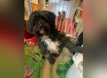 AGATHA ca. 2-3 J. Havannesermix-Hündin sucht liiebevolles Zuhause