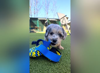 KROKUS ca. 3-4 mon. zuckersüßer Havanneser-austr. Shepardmix (kleinbleibend)