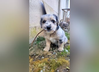 KROKUS ca. 3-4 mon. zuckersüßer Havanneser-austr. Shepardmix (kleinbleibend)