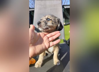 TULPE ca. 3-4 mon. Havanneser- Colliemix-Mädchen (kleinbleibend)